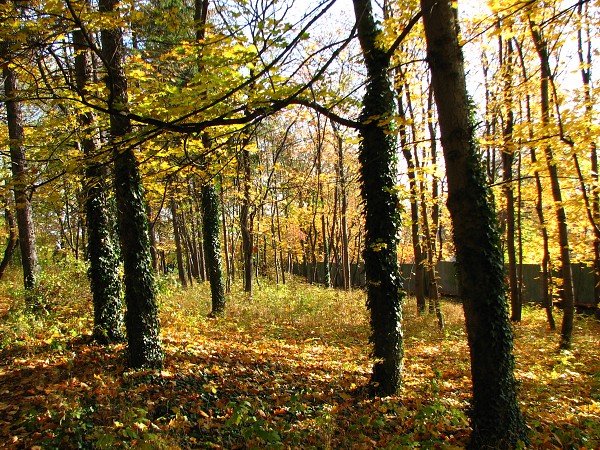 SLAN - PODZIM V PARKU A SLNSK HORA 330 M